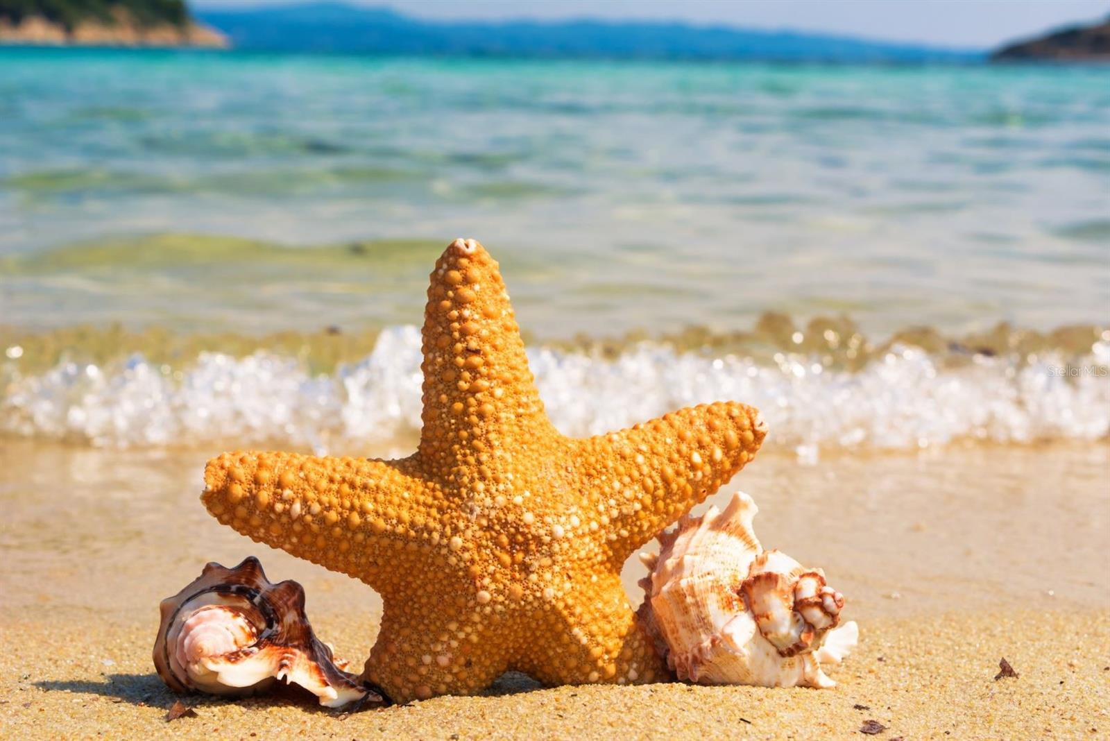Come and feel the sand between your toes.  World reknown beaches are only 45 minutes away.