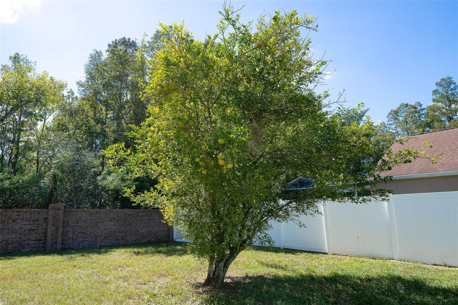 LEMON TREE