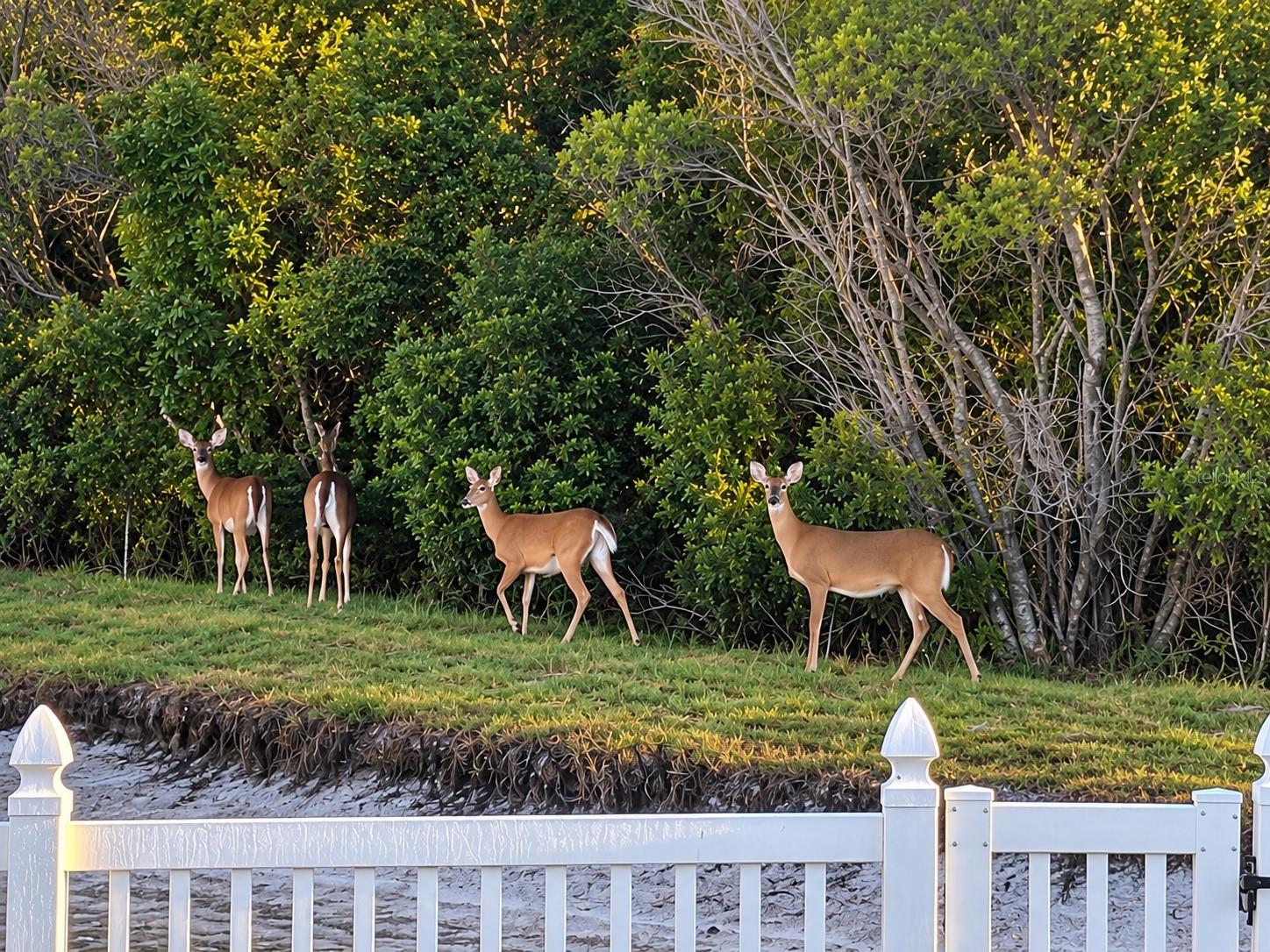 DEER!