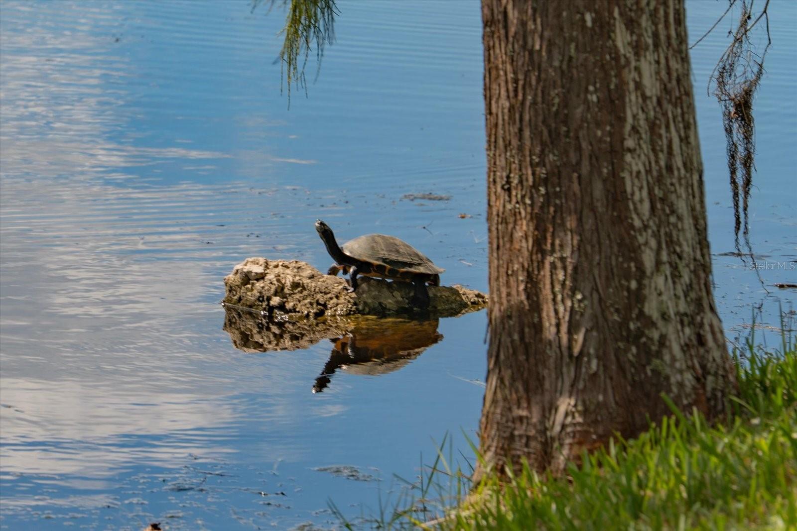 Nature at Your Doorstep!