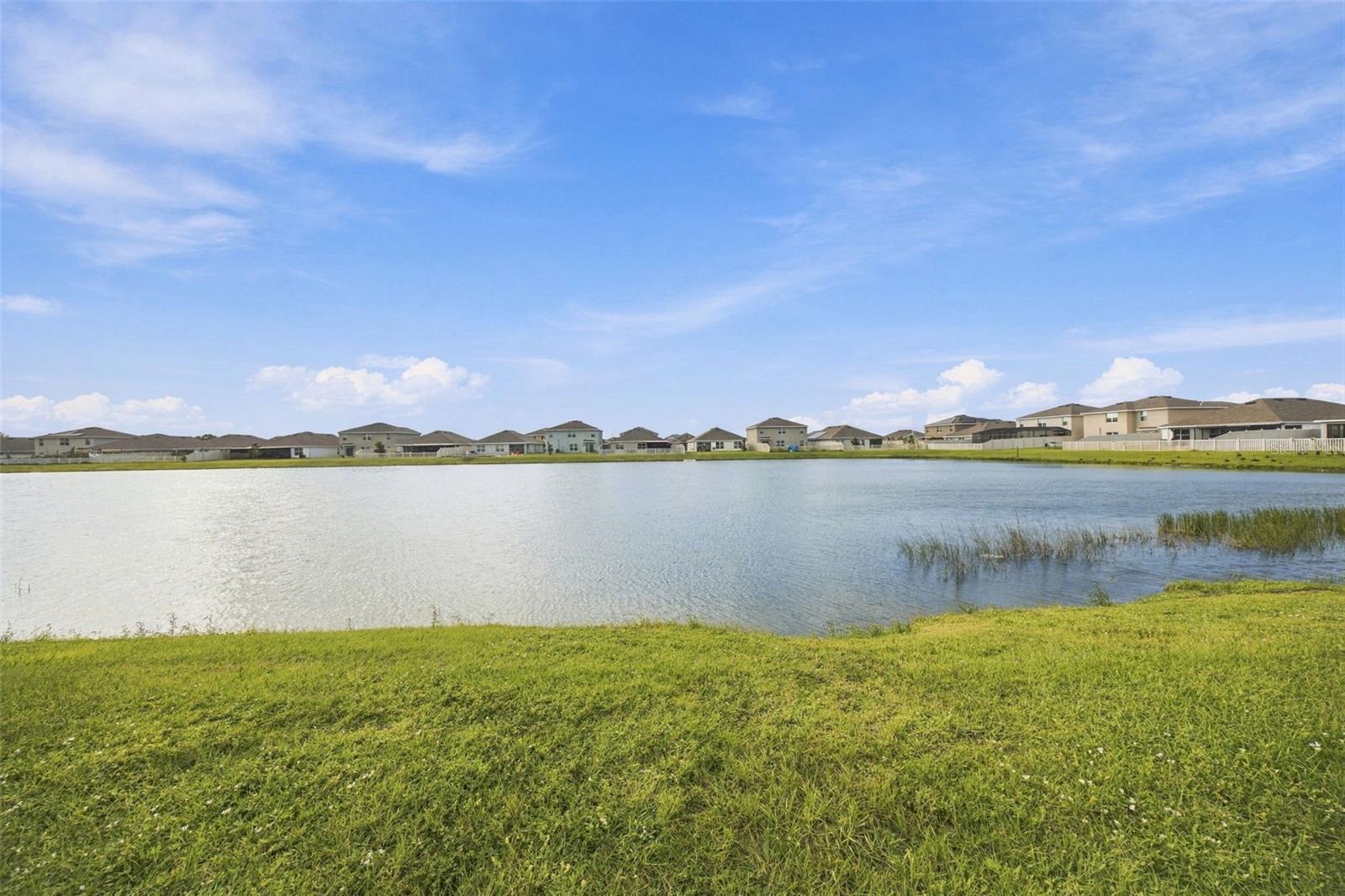 backyard pond view