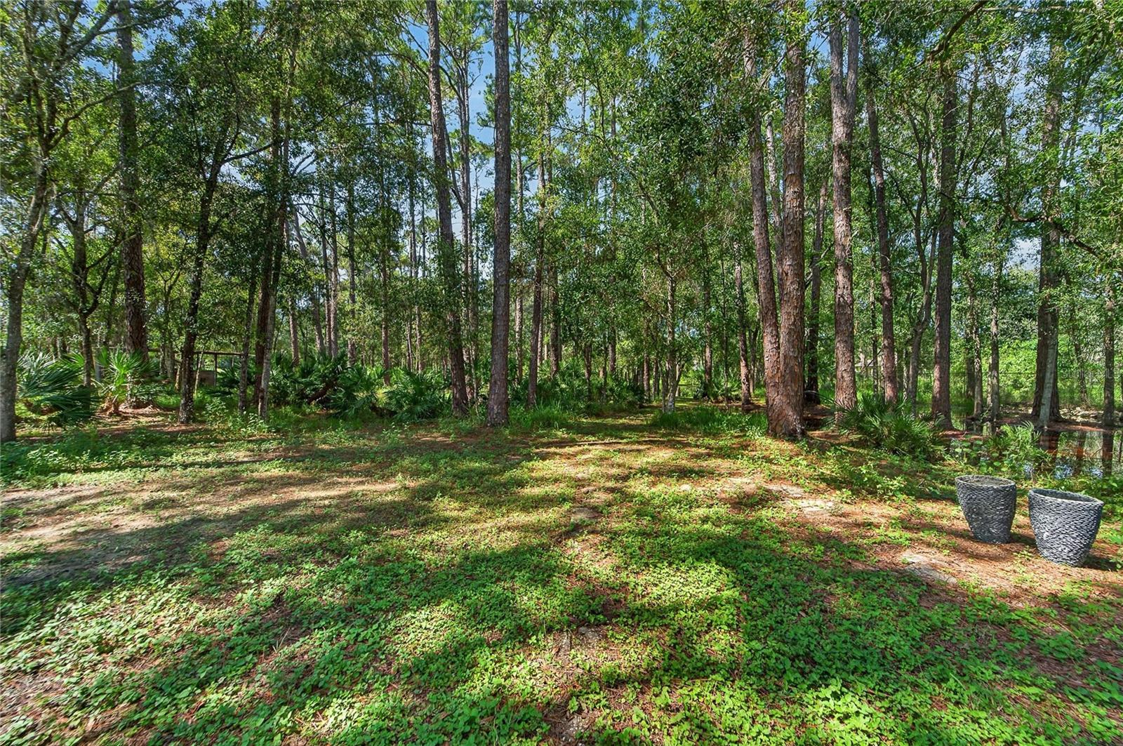 Trails in the wooded lots