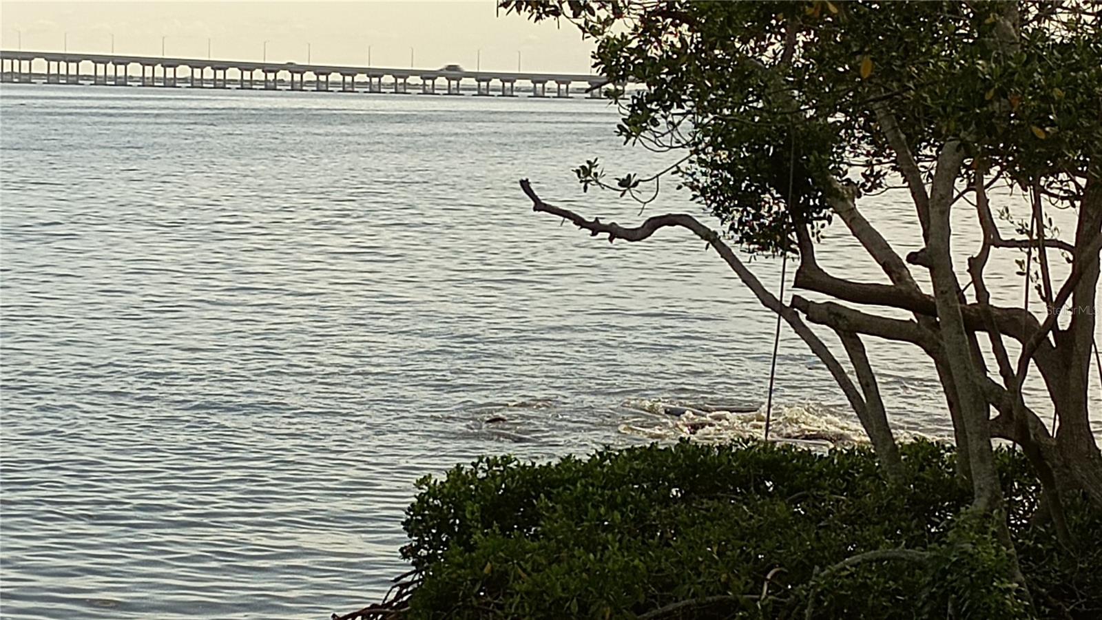 Manatees playing