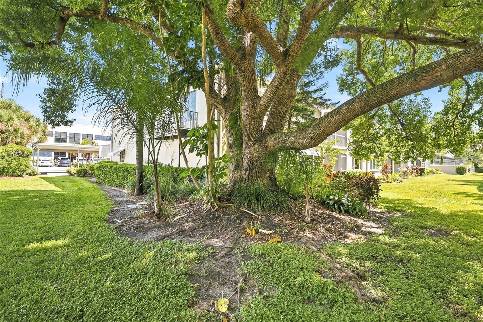 919 OSCEOLA ROAD, #207, Belleair, FL 33756