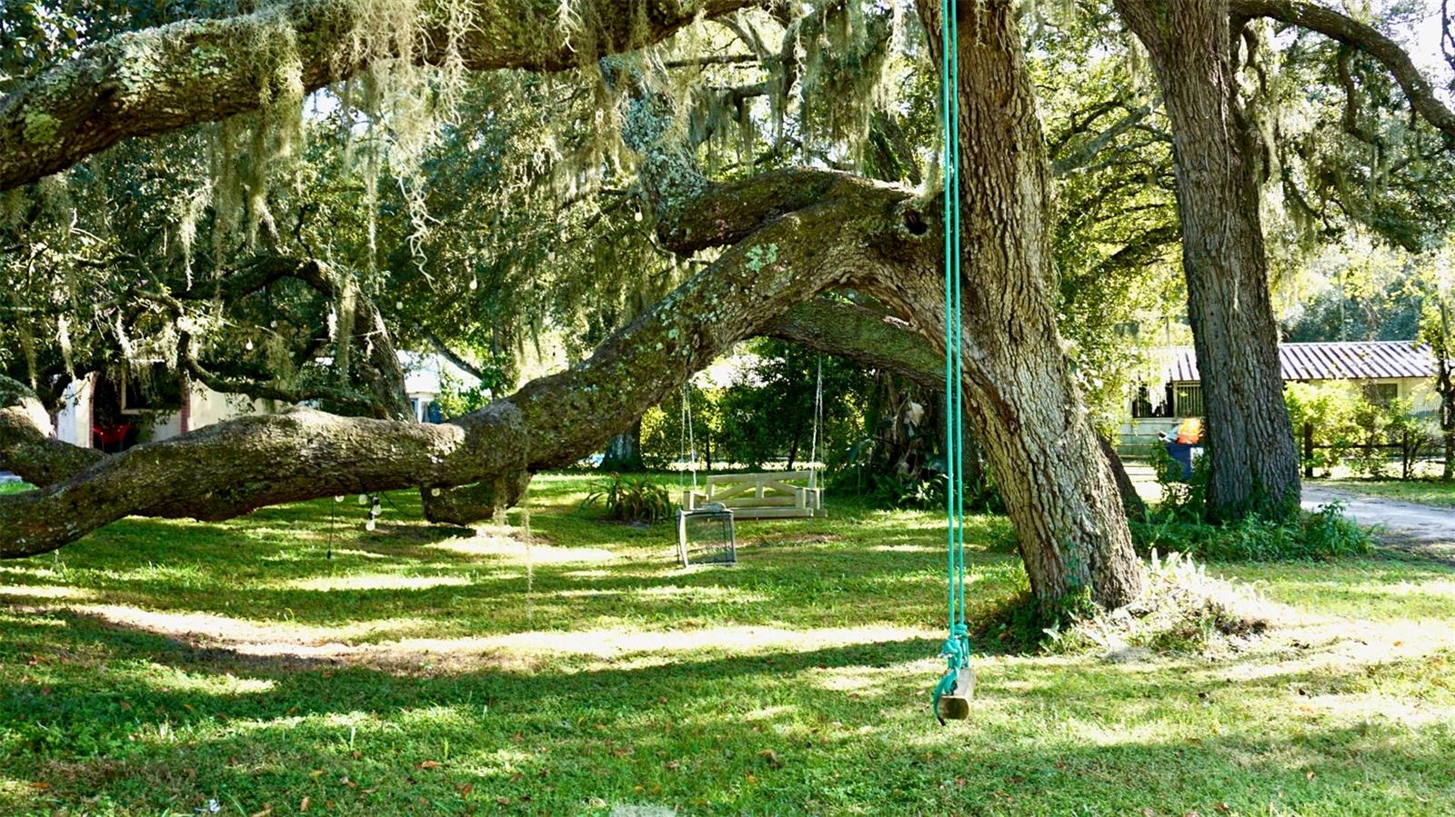 Serenity area to swing Serenity area to swing