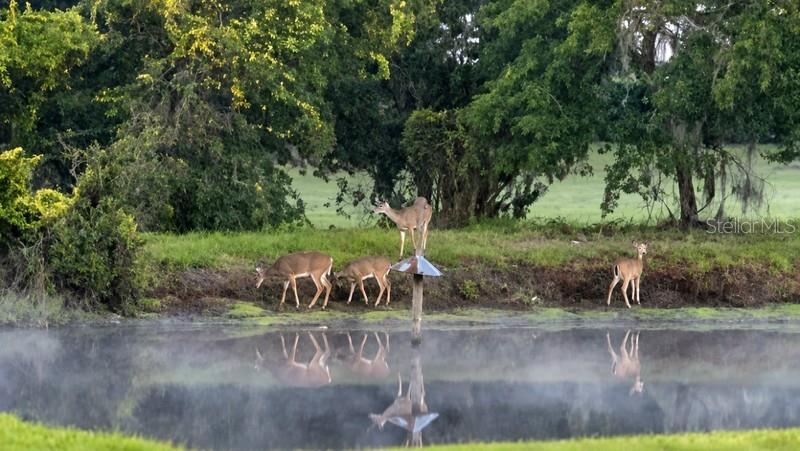 Views From Your Backyard