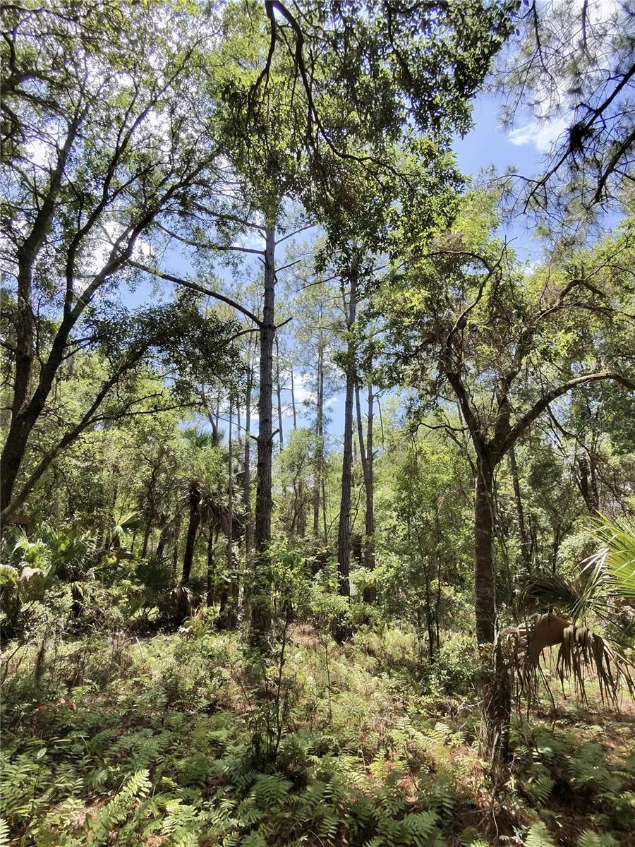 112 CHIPOLA DRIVE, Georgetown, FL 32139