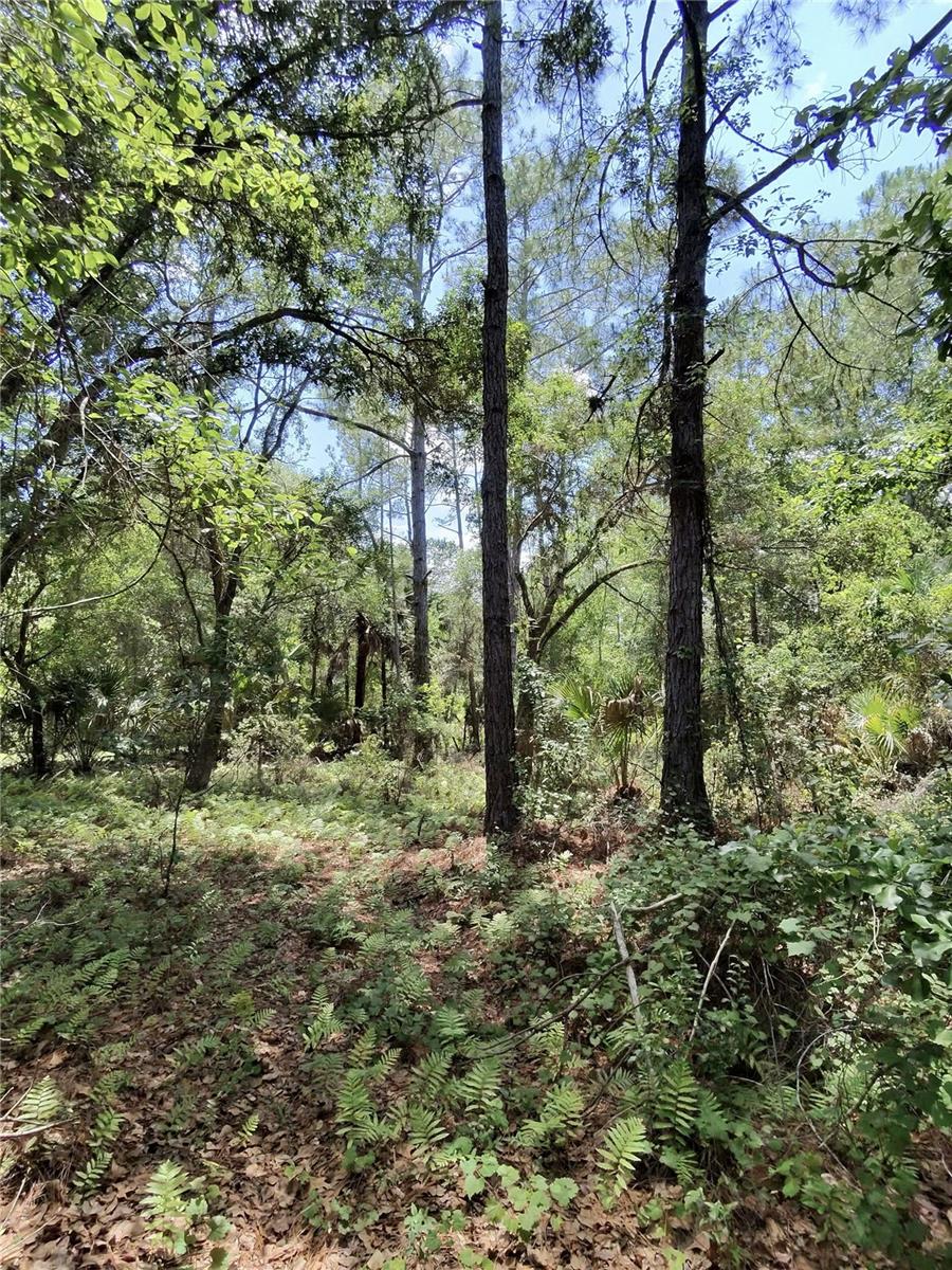 112 CHIPOLA DRIVE, Georgetown, FL 32139