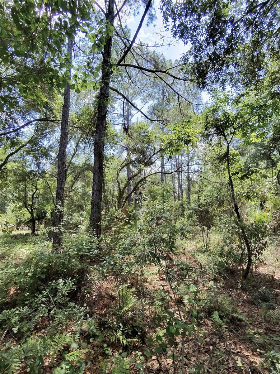 112 CHIPOLA DRIVE, Georgetown, FL 32139