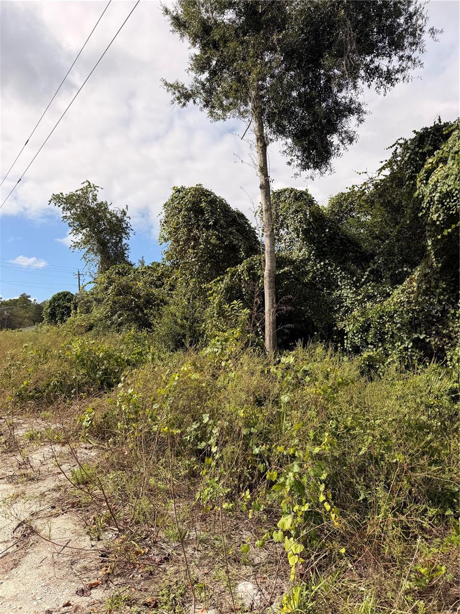 Lot 55 PALMETTO CIRCLE, Paisley, FL 32767
