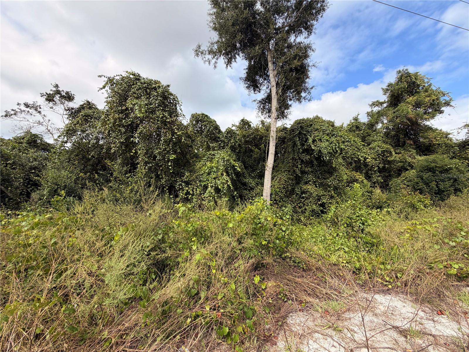 Lot 55 PALMETTO CIRCLE, Paisley, FL 32767 Lot 55 PALMETTO CIRCLE, Paisley, FL 32767