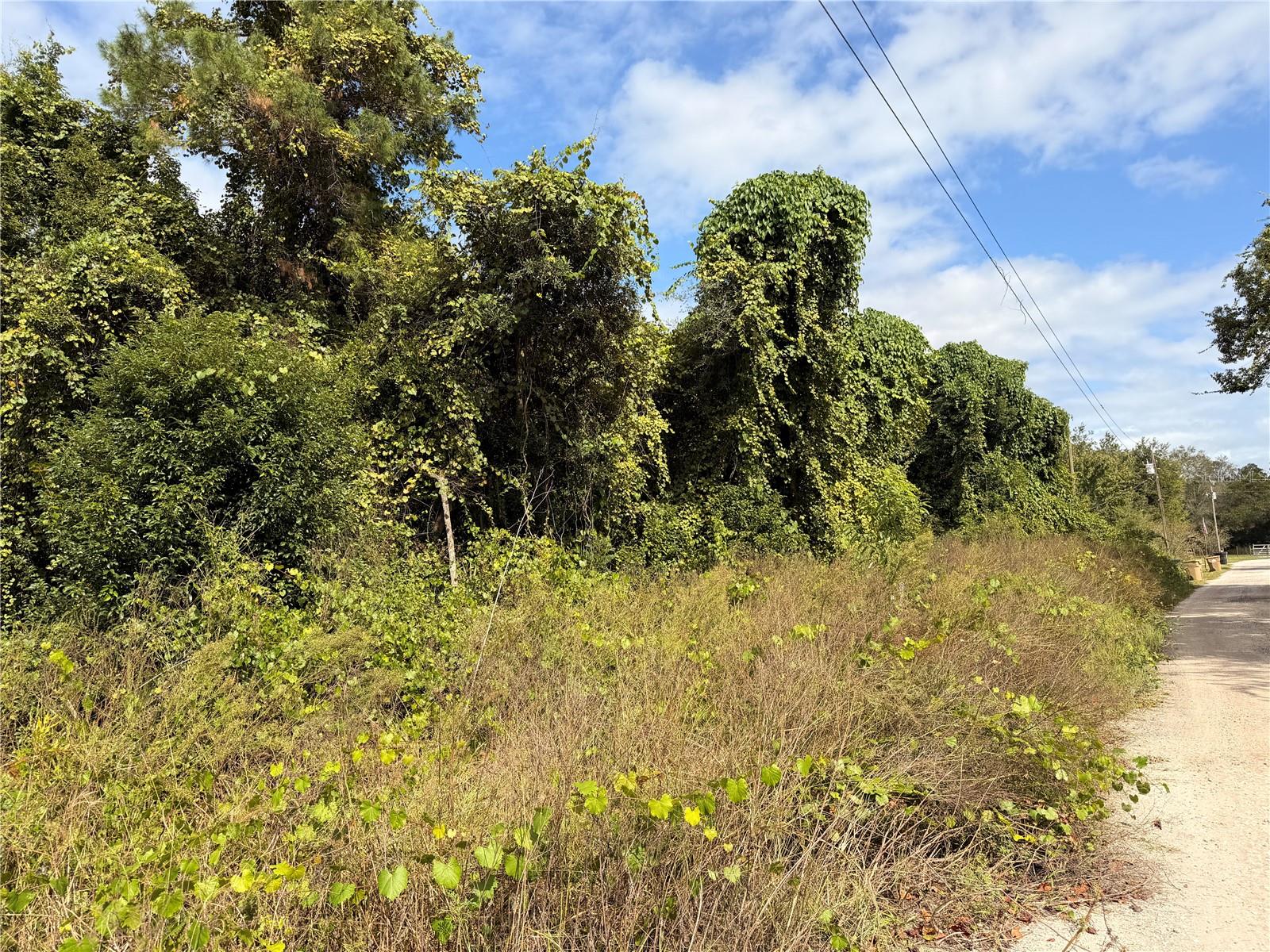 Lot 55 PALMETTO CIRCLE, Paisley, FL 32767