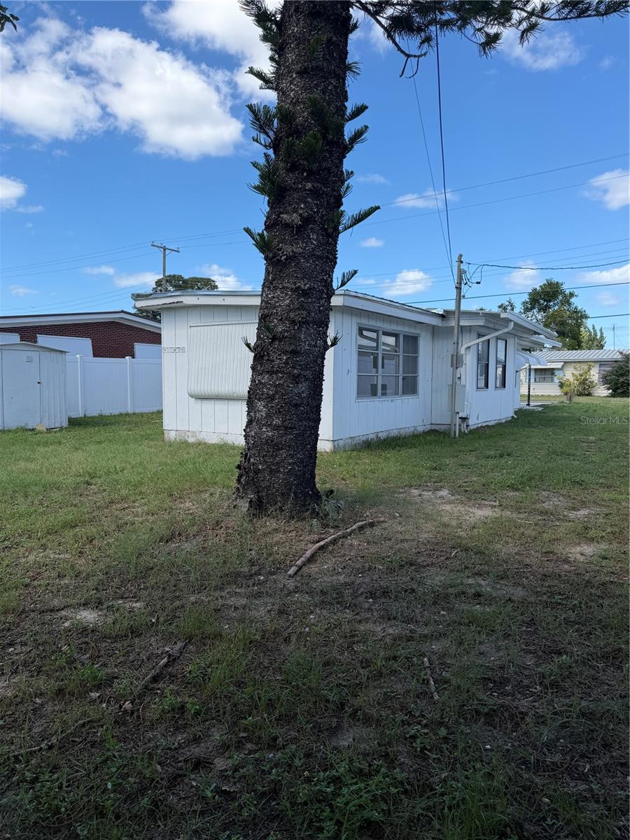 View of the backyard and large tree.