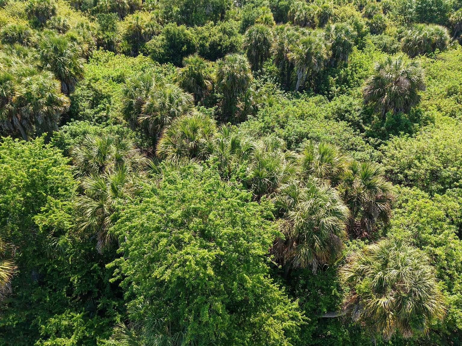Aerial view of the lot vegetation. Aerial view of the lot vegetation.