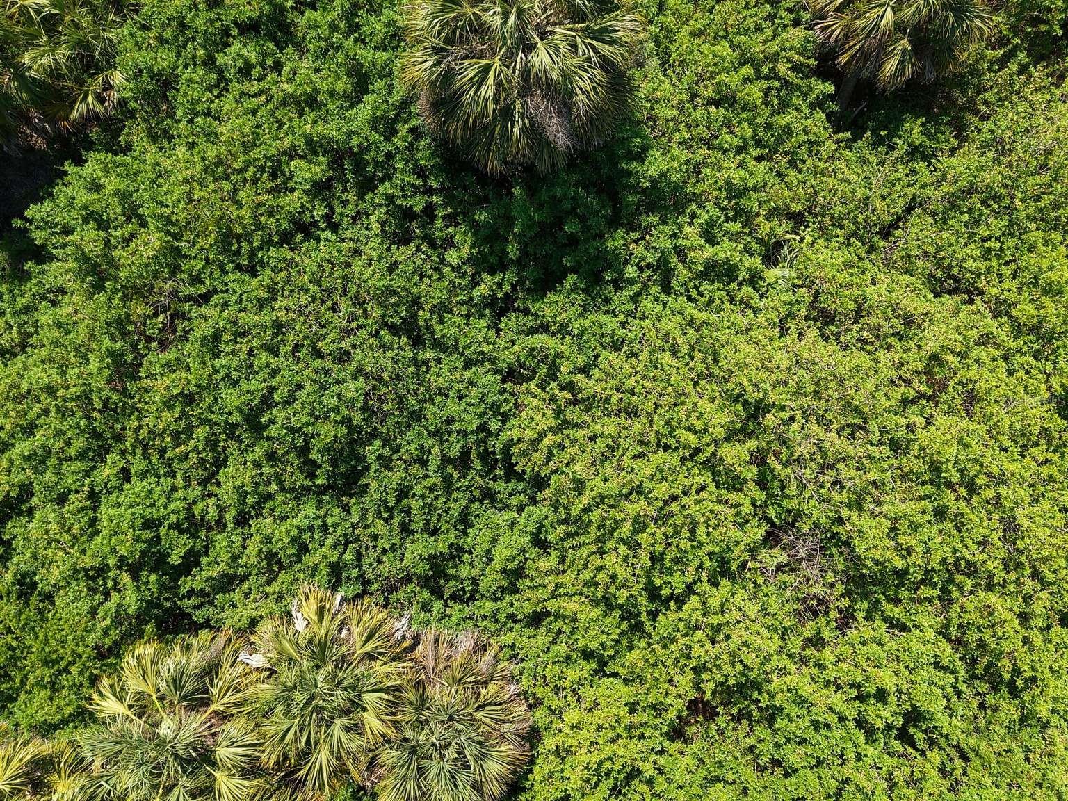 Overhead view of the lot vegetation.