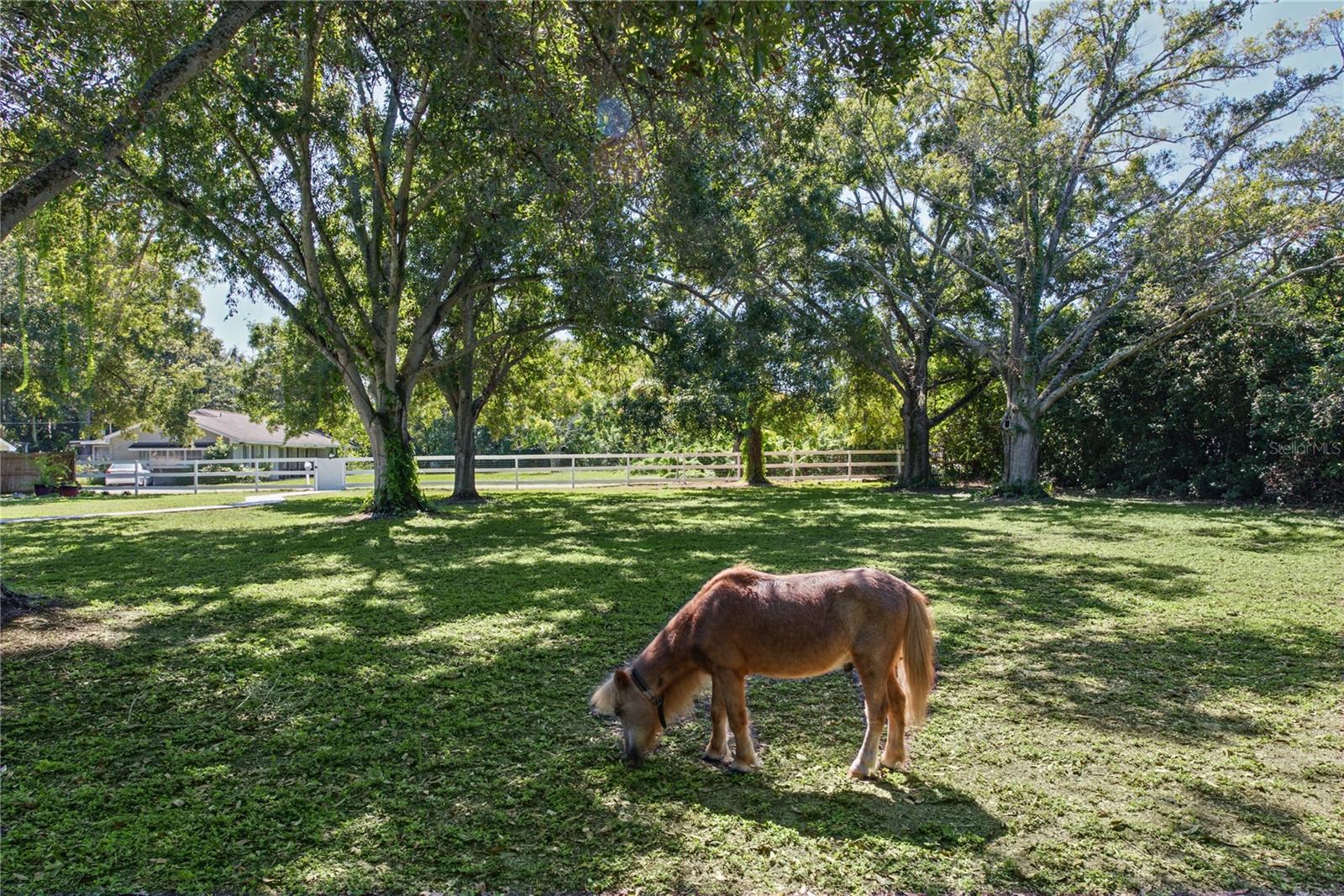 Front yard (3)