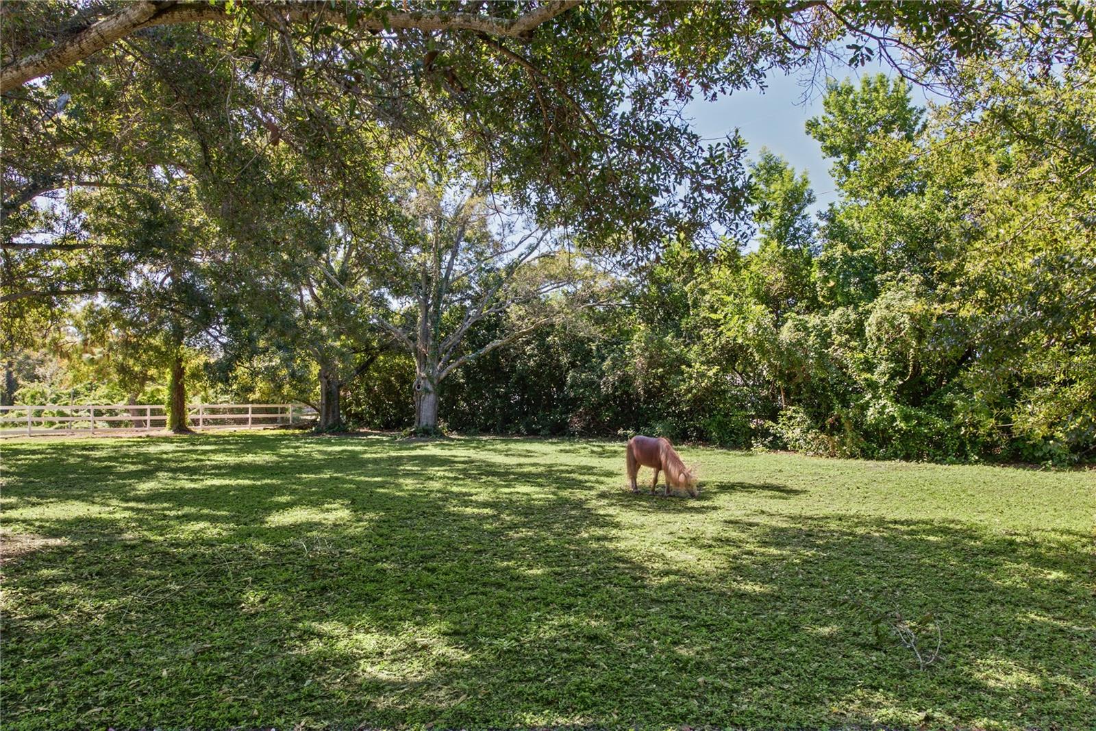 Front yard (2)