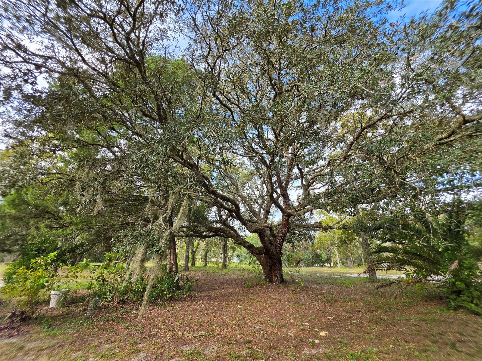 9170 ORCHARD WAY, Spring Hill, FL 34608