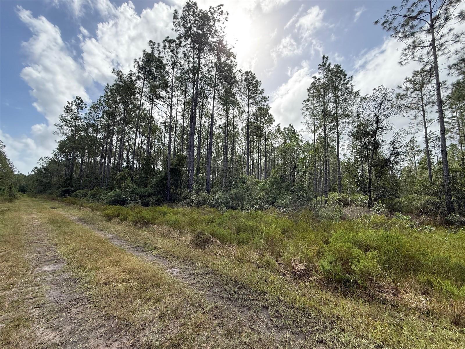 WILD CUR ROAD, Pierson, FL 32180