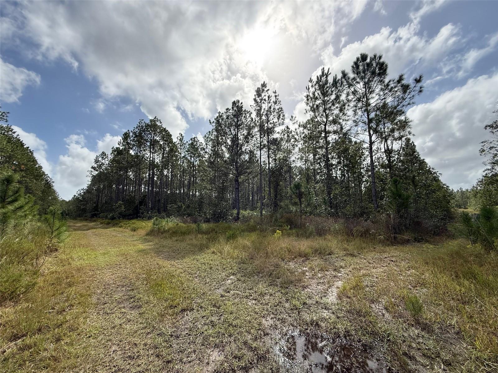 WILD CUR ROAD, Pierson, FL 32180