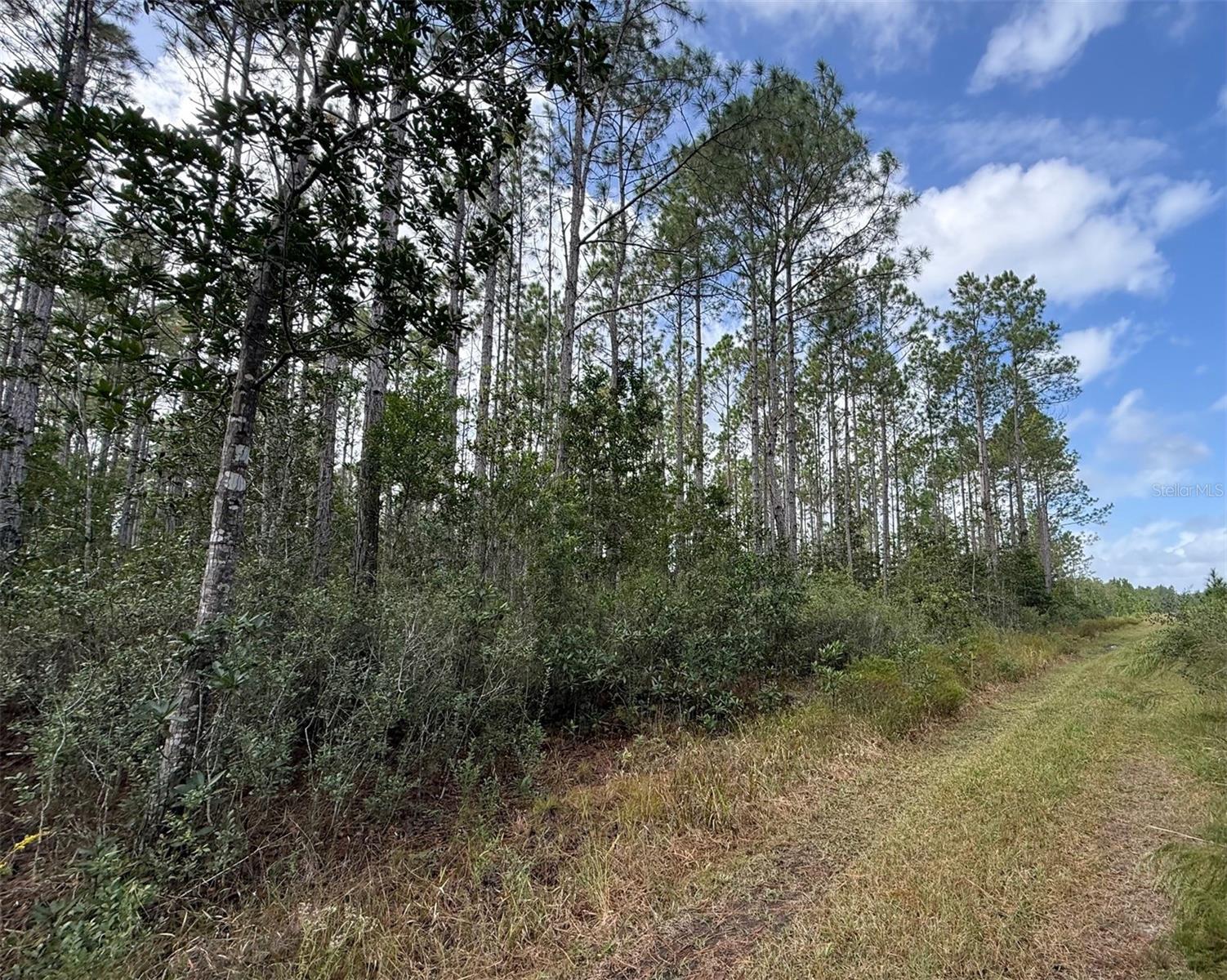 WILD CUR ROAD, Pierson, FL 32180