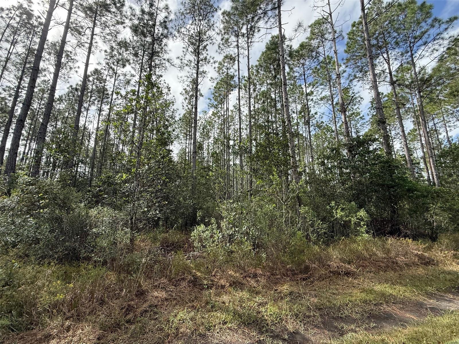 WILD CUR ROAD, Pierson, FL 32180