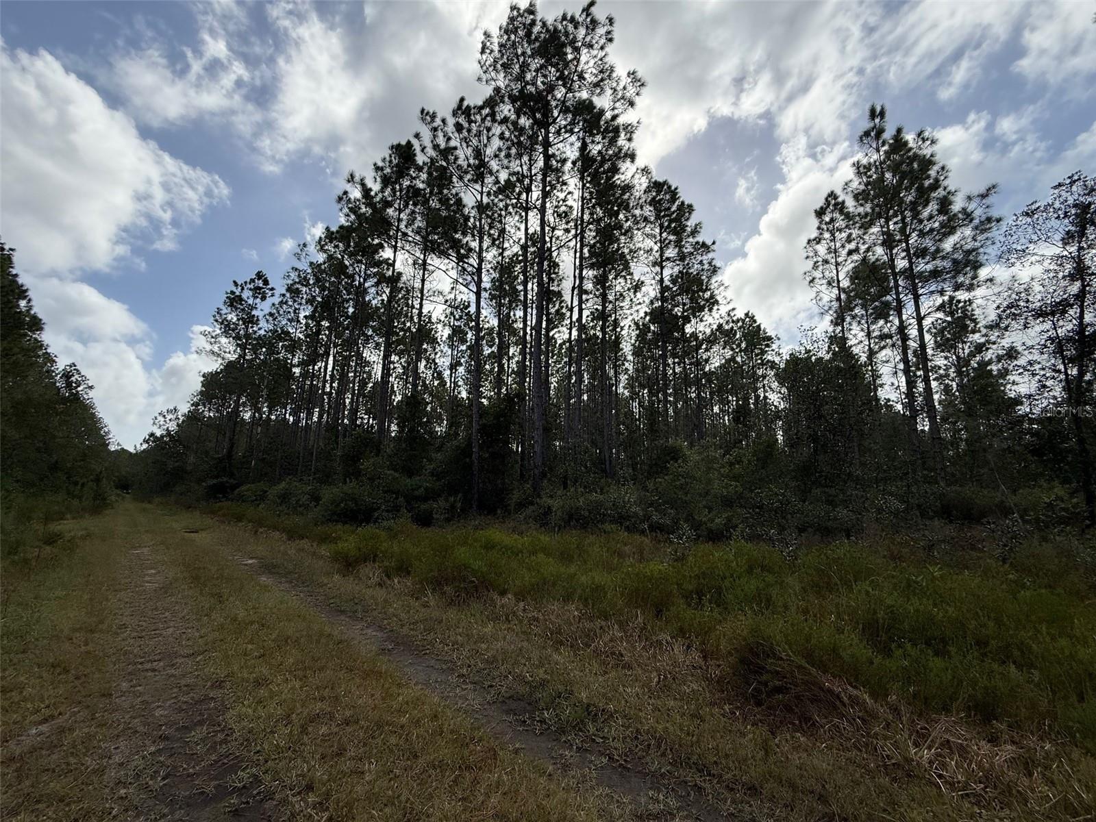 WILD CUR ROAD, Pierson, FL 32180