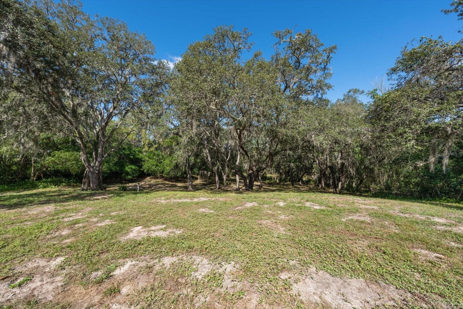 Beginning of Back Yard