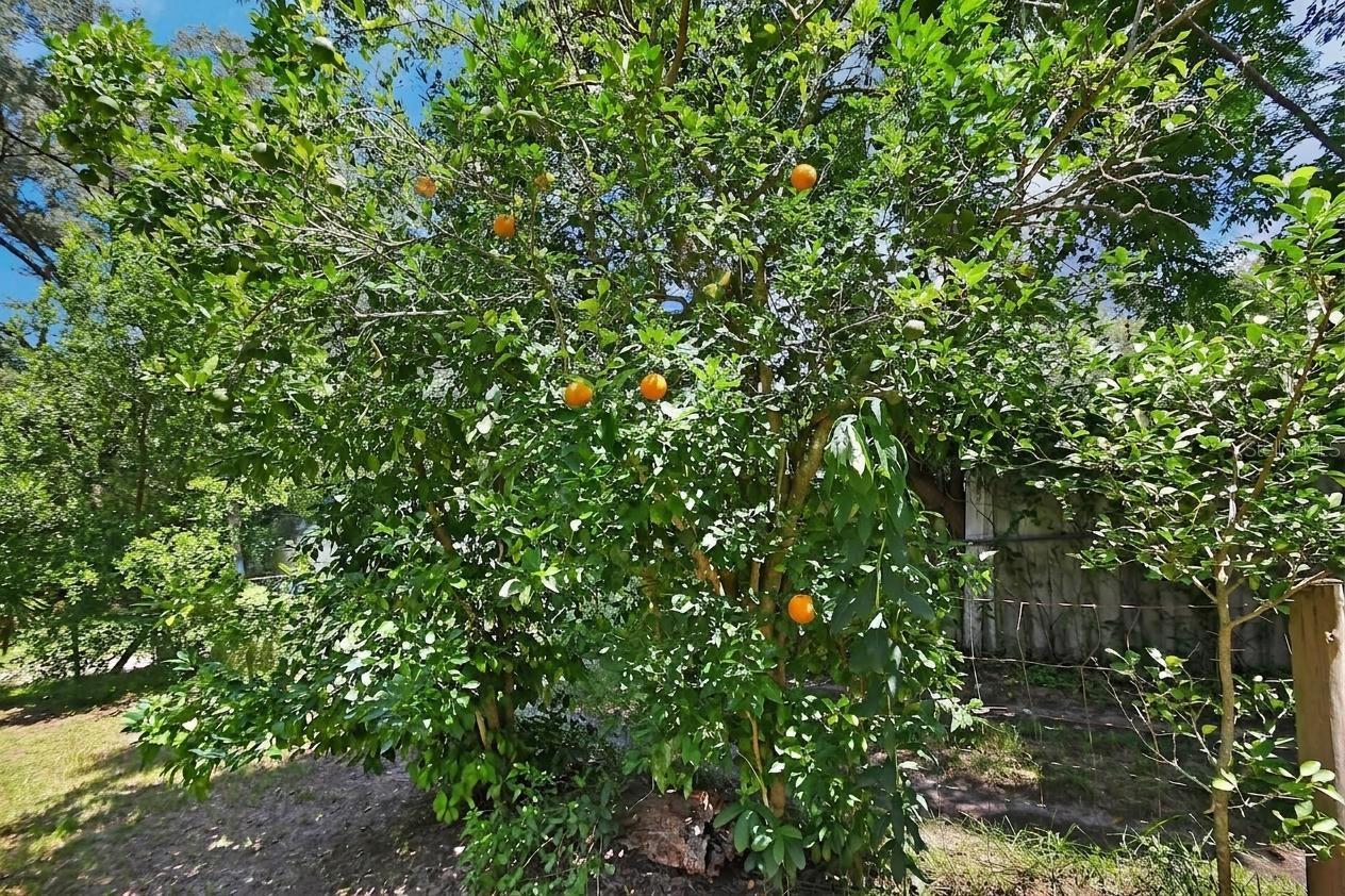 Virtually modified orange tree
