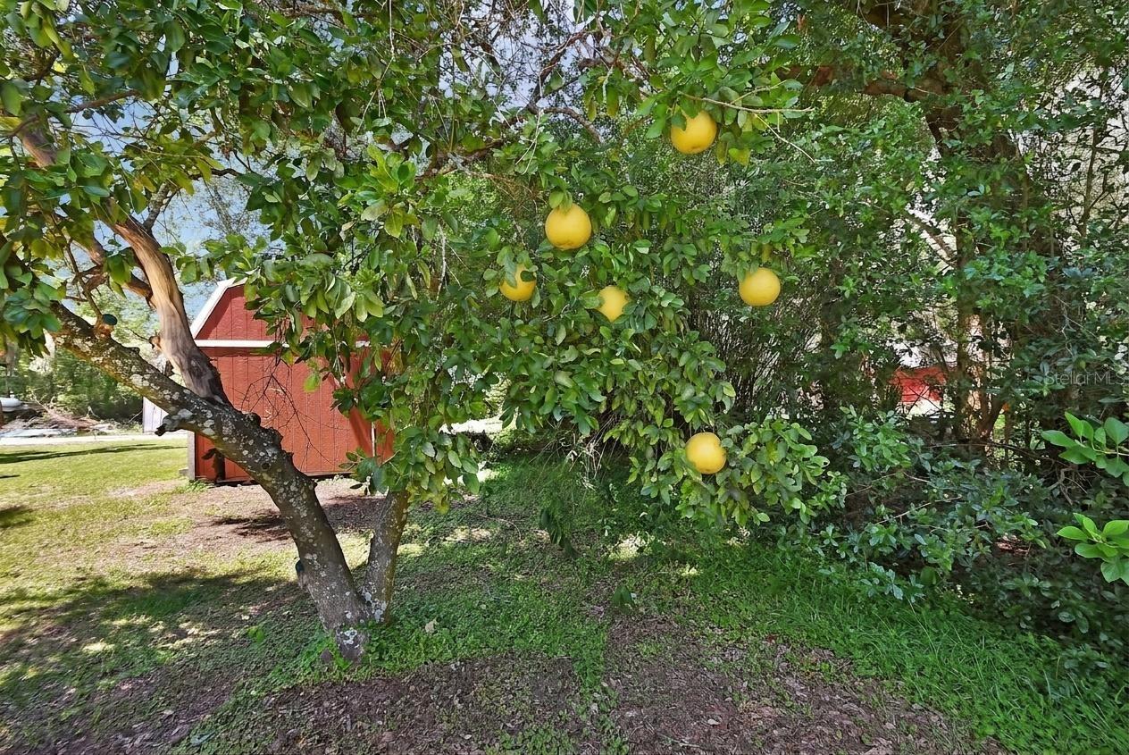 Virtually modified grapefruit tree