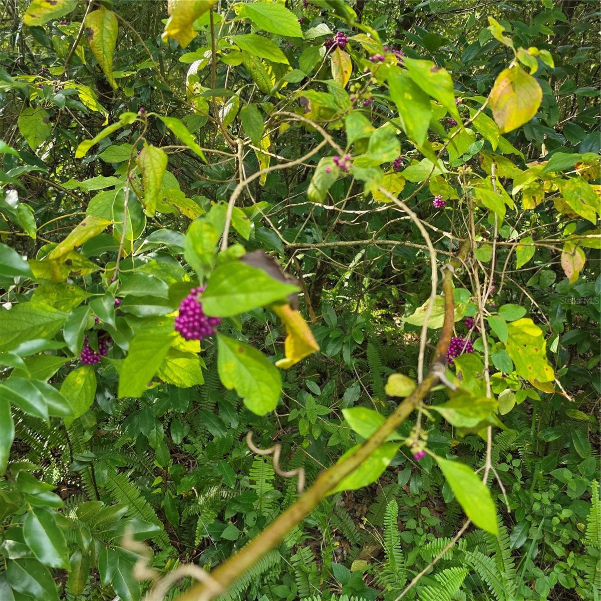 Native beauty berris on property