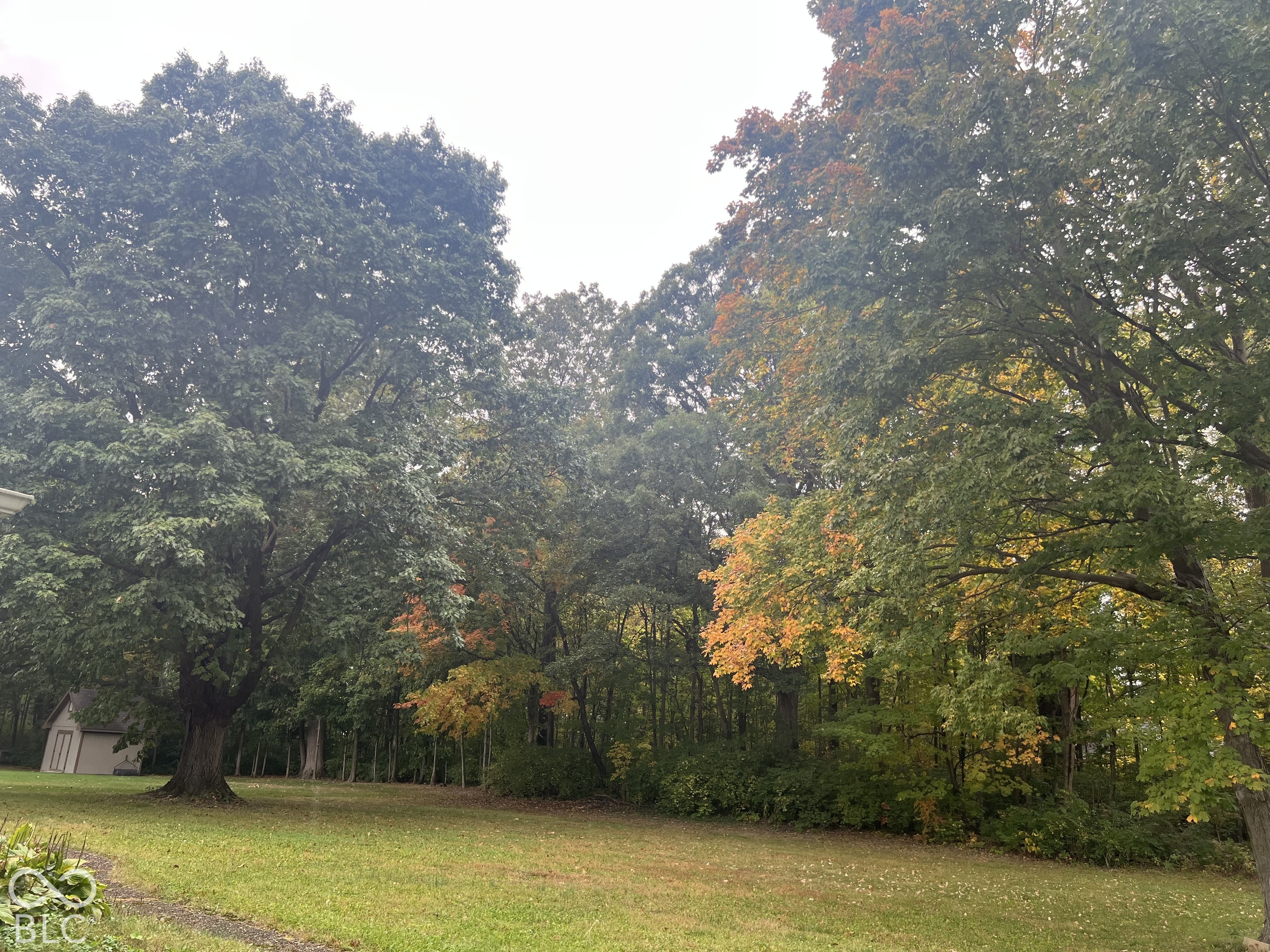 Wooded view in backyard
