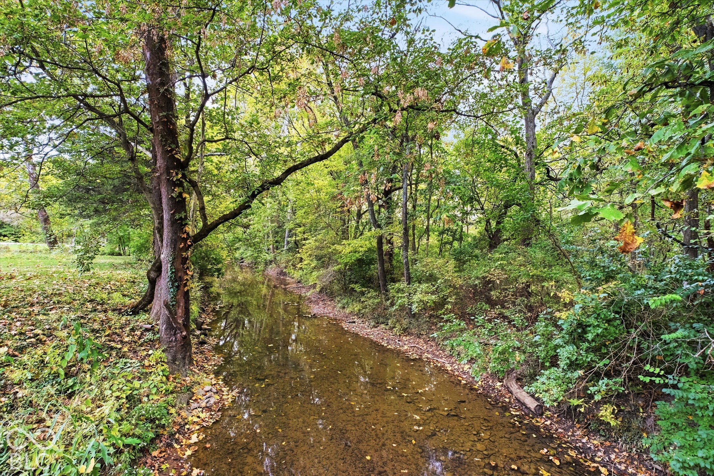 Natural creek meandering through a wooded landscape with mature trees and dense foliage