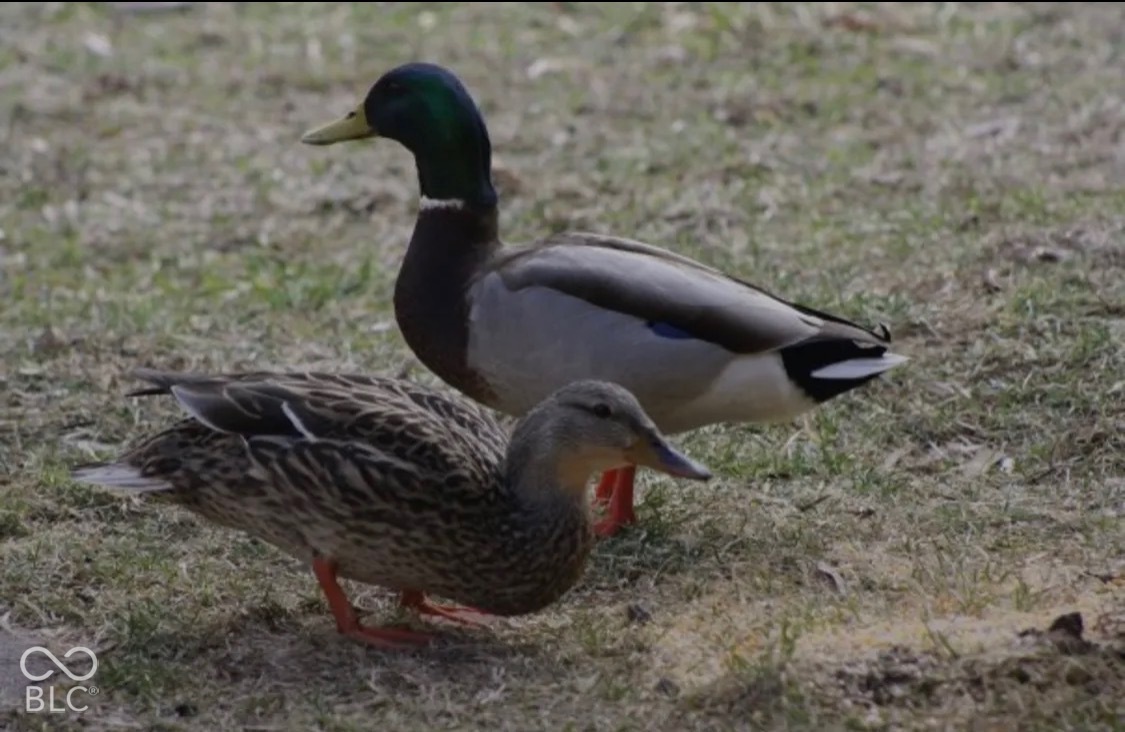 Wildlife