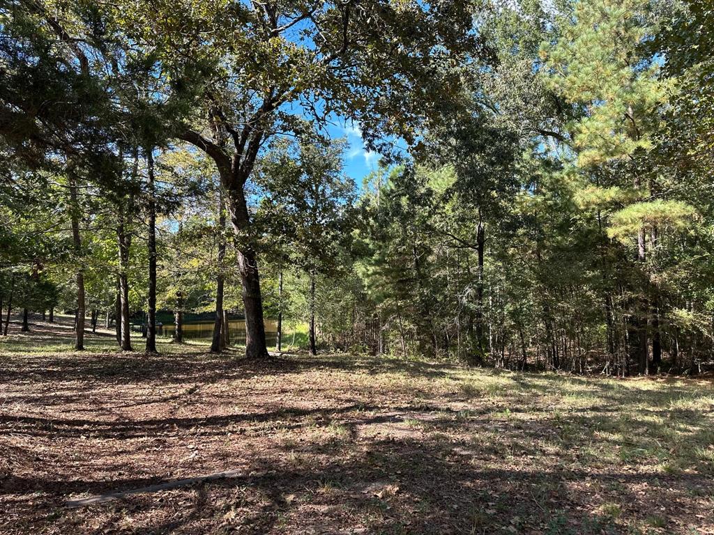 View of local wilderness
