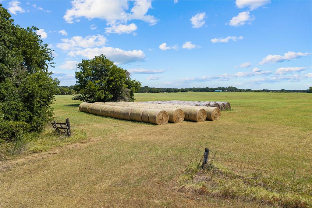 Expansive open field with scattered trees and a clear blue sky