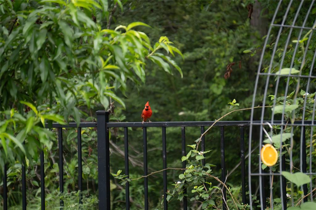 Back yard garden oasis!