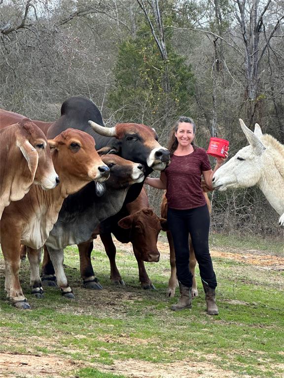 A few of the livestock