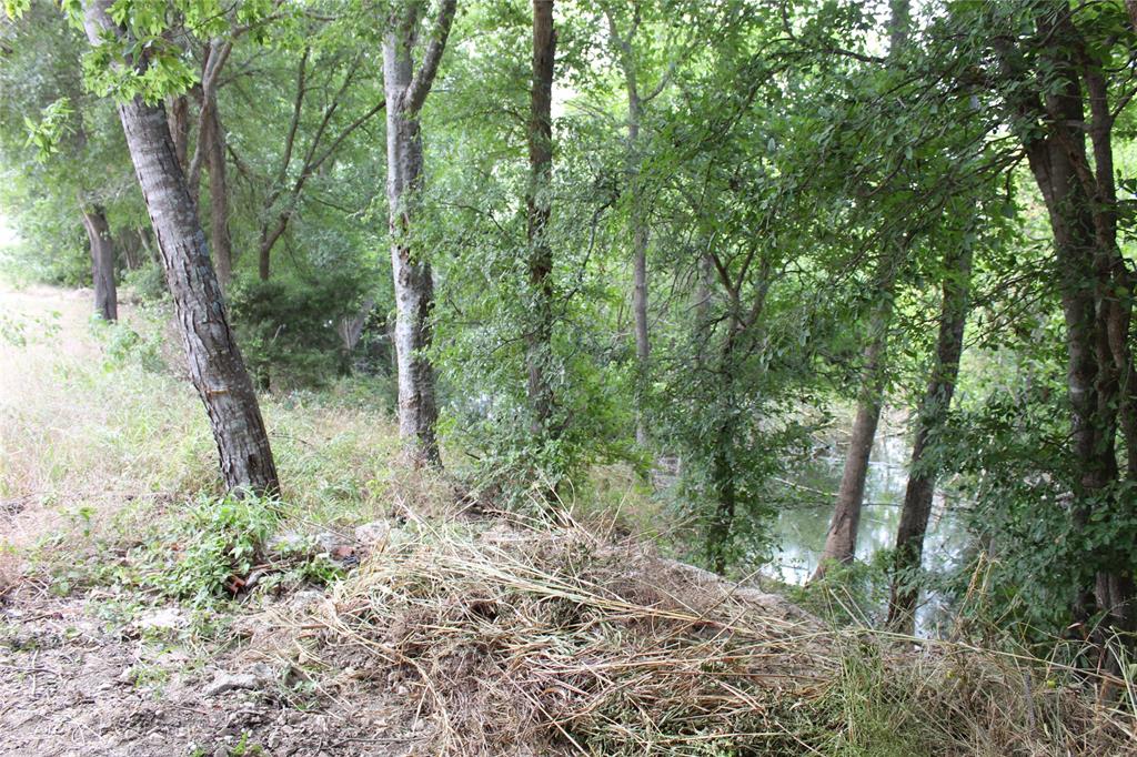 Mature Trees