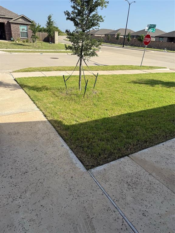 Manicured lawn with a young tree