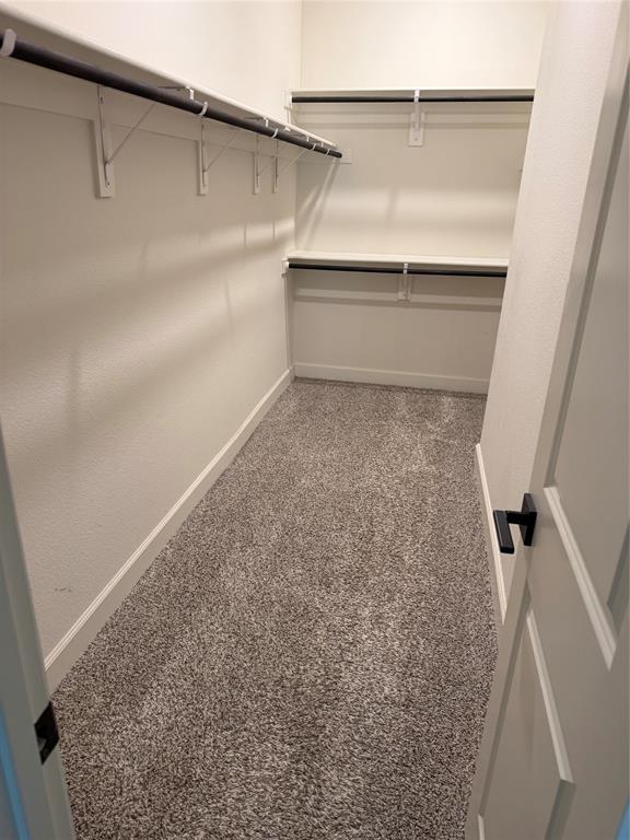 Walk-in closet with carpet flooring, multiple shelving units, and clothing rods