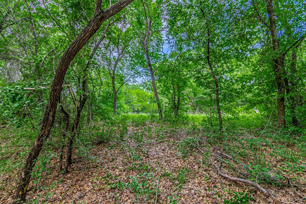 Wooded area featuring mature trees and natural ground cover