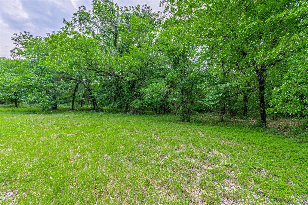 Expansive natural landscaping with mature trees and verdant ground cover