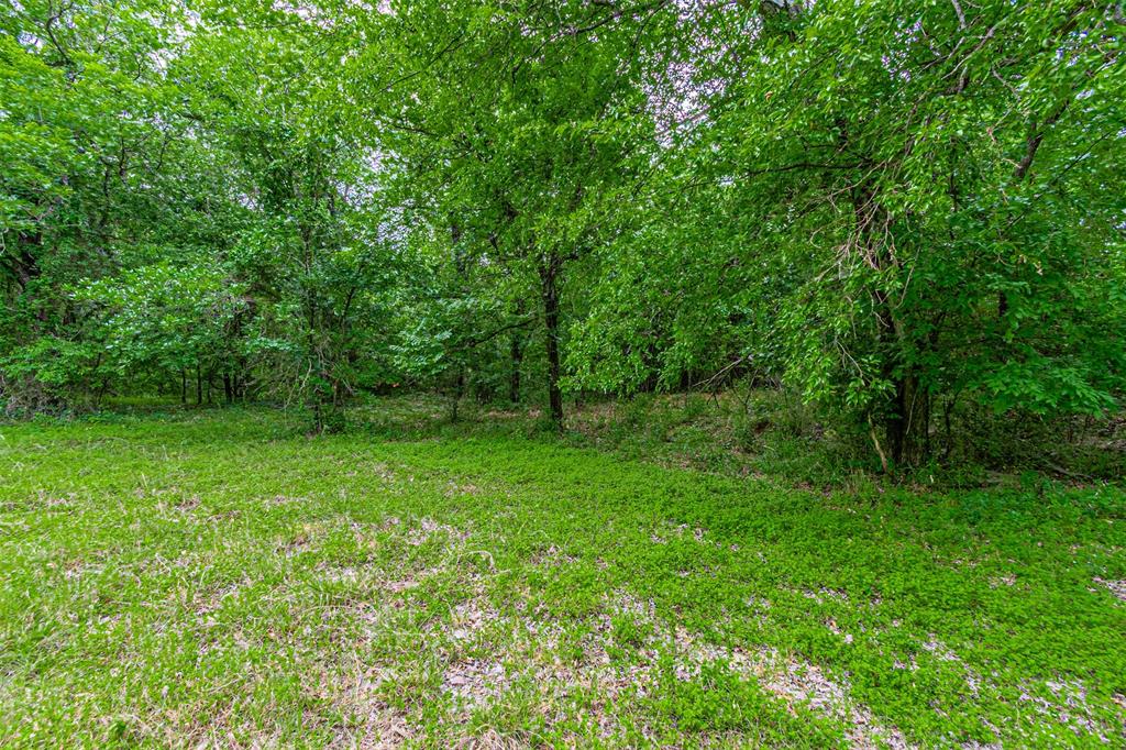 Expansive grassy area surrounded by mature trees