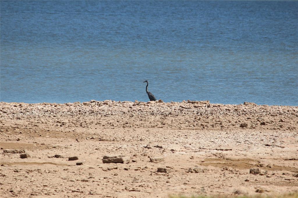 Lots of wildlife to enjoy on your walks: Great Blue Heron