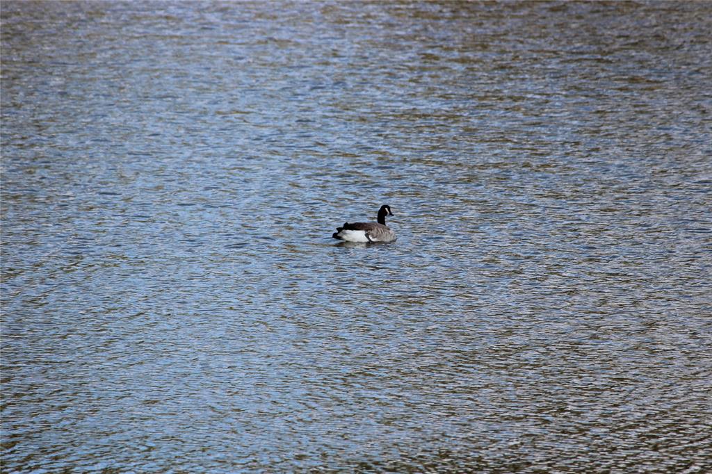Canada Goose
