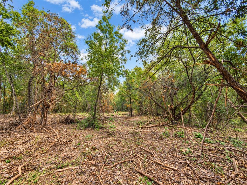 Expansive wooded lot featuring mature trees and organic ground cover