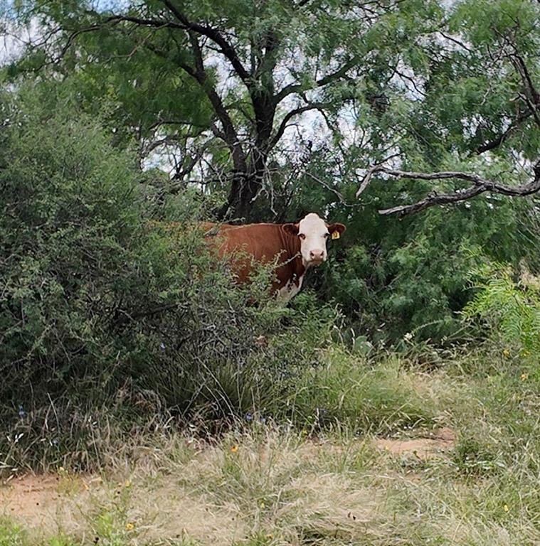 5181 CR 202, San Saba, TX 76877