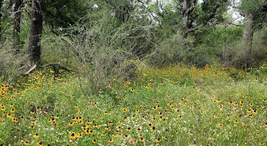 5181 CR 202, San Saba, TX 76877