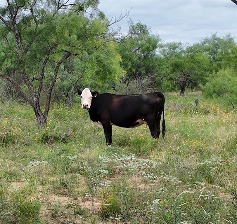 5181 CR 202, San Saba, TX 76877